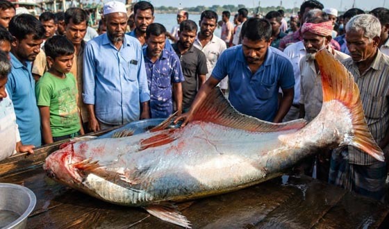 মেঘনায় ধরা পড়ল ২৫ কেজির হিলা মাছ, ৩৫ হাজার টাকায় বিক্রি