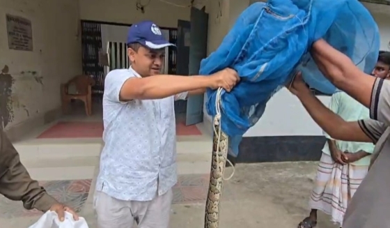 ভূরুঙ্গামারীতে  ৬ ফুট লম্বা বার্মিজ অজগর উদ্ধার