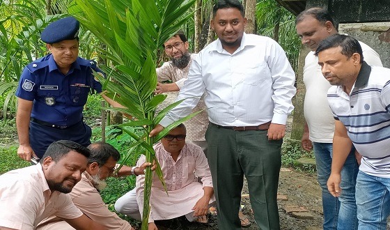 কাউখালীর রগুনাথপুর স্কুলে সুপারি গাছের চারা রোপণ