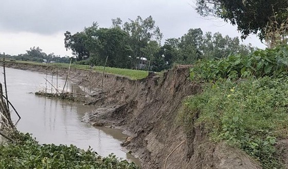 ইসলামপুর দশানী নদীর তীব্র ভাঙনে দিশেহারা নদীপাড়ের মানুষ