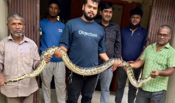 শ্রীমঙ্গলে ৩ মাসে লোকালয়ে ৩০ সাপ উদ্ধার, যা জানালেন প্রাণীবিজ্ঞানী