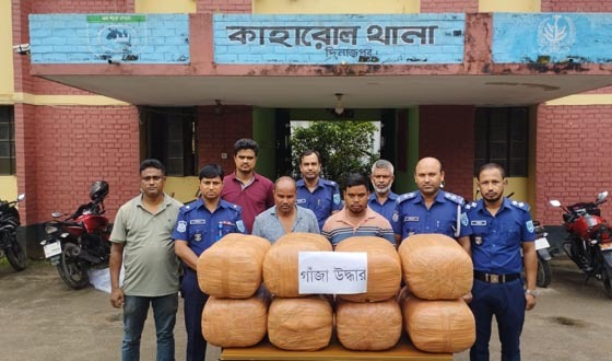 কাহারোলে ৮৮ কেজি গাঁজাসহ ২ মাদকব্যবসায়ী গ্রেফতার