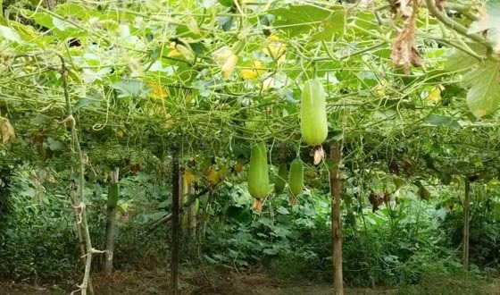 ঈশ্বরদীতে অতি বৃষ্টিতে প্লাবিত ফসলের মাঠ, মধ্যবিত্তের দীর্ঘশ্বাস