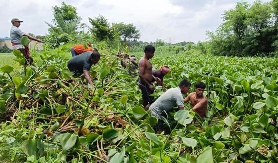 অভয়নগরে স্বেচ্ছাশ্রমে আমডাঙা খালের কচুরিপানা অপসারণ