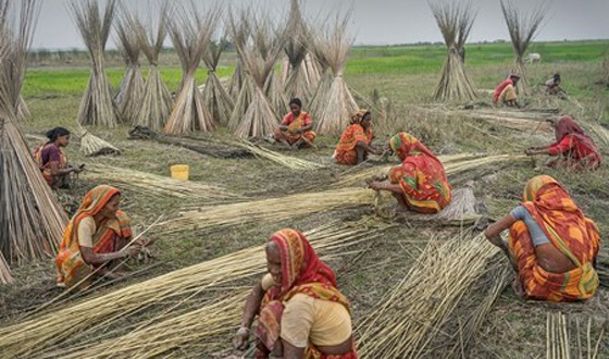 কাহারোলে বেড়েছে পাটের আবাদ, বাজারে দামও বেশী
