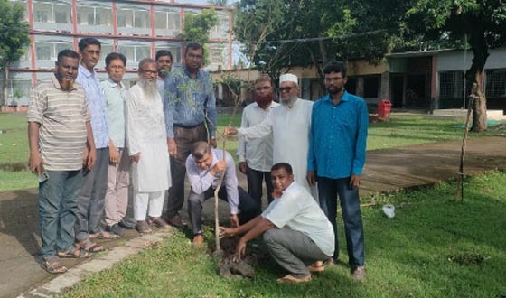 আশাশুনি সরকারি হাই স্কুলে গাছের চারা রোপণ