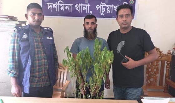 পটুয়াখালীর দশমিনায় গাঁজা চাষি গ্রেপ্তার