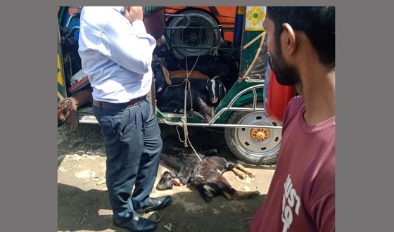 মরা ছাগল জবাইকালে জনতার হাতে ব্যবসায়ী ধরা, জরিমানা