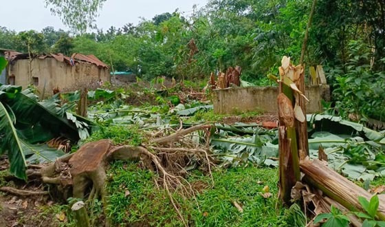 দাবিকৃত ৫ লাখ টাকা না দেওয়ায় বিধবার গাছ কাটার অভিযোগ