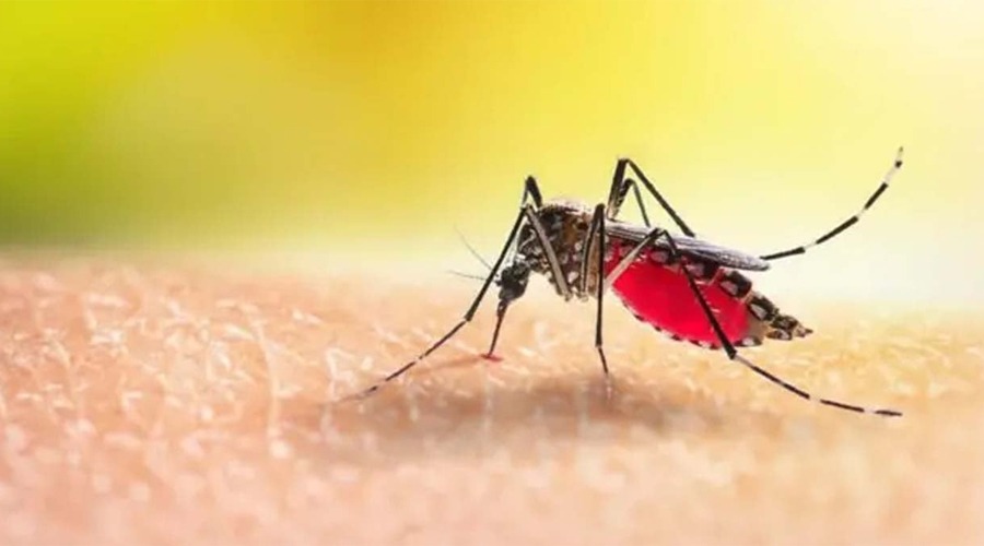 ডেঙ্গুতে আরও ২ জনের মৃত্যু, হাসপাতালে ৭২৩