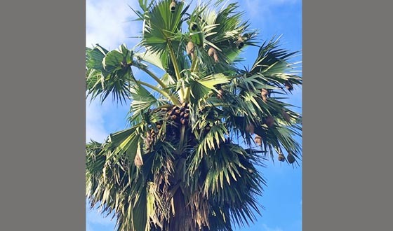 কালীগঞ্জে আধুনিকতার ছোয়ায় তাল ও খেজুর গাছে ঝুলছে বাবুই পাখির বাসা