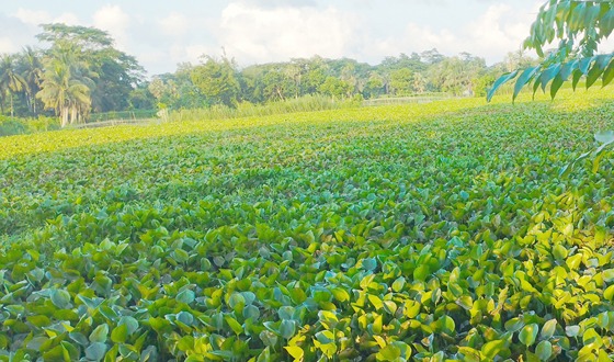 চিতলমারীতে বলেশ্বর পাড়ে চাষিদের আর্তনাদ