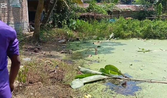তানোরে বাঁশ ও কলা গাছ কেটে ফেলার অভিযোগ