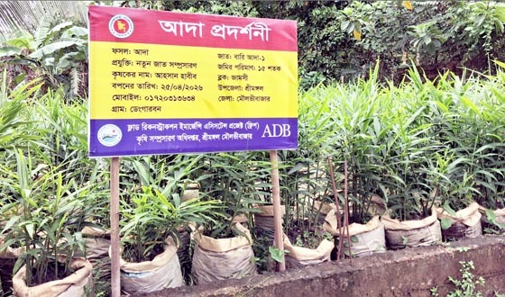 শ্রীমঙ্গলে ২৮৫৫০ বস্তায় আদা চাষ, আয়ের সম্ভাবনা প্রায় ২৪ লাখ টাকা