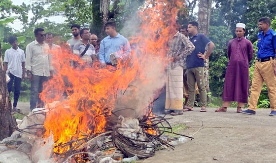 কলাপাড়ায় পোড়ানো হলো অবৈধ ৫০ হাজার টাকা জাল