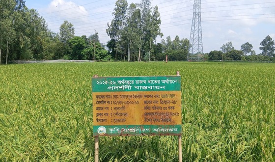 ঘোড়াঘাটে সোনালী আউশ ধানের বাম্পার ফলন: কৃষকের মুখে হাসির ঝিলিক