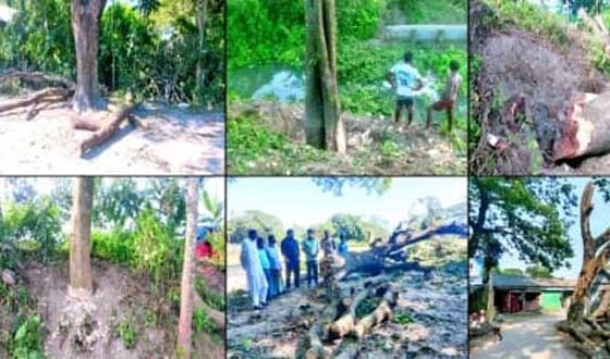 কুলিয়ারচরে সরকারি জায়গা থেকে গাছ কাটার হিড়িক
