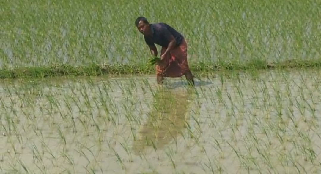 বগুড়ার শেরপুরে কৃত্রিম সংকট দেখিয়ে চড়া দামে সার বিক্রি