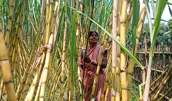 ফুলবাড়ীতে আঁখ চাষে লাভবান কৌশিক রায় ও তার পরিবার