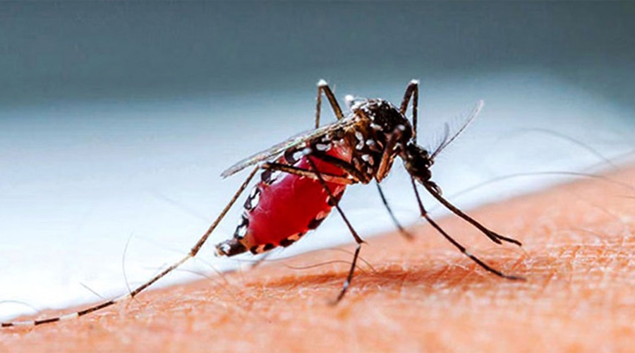 ডেঙ্গুতে আরও ৩ জনের মৃত্যু, আক্রান্ত ৯৯৪ জন