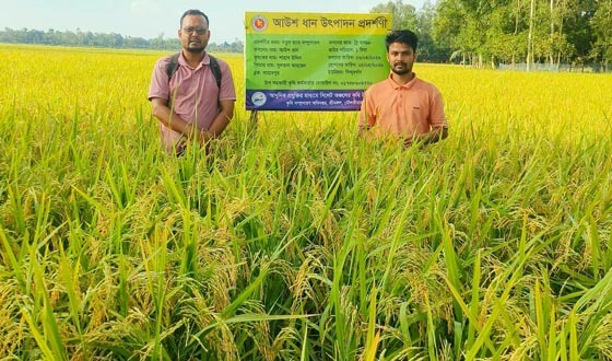 শ্রীমঙ্গলে আউশের আবাদ, মাঠে ধান কাটার উৎসব-ফলনও আশাব্যঞ্জক