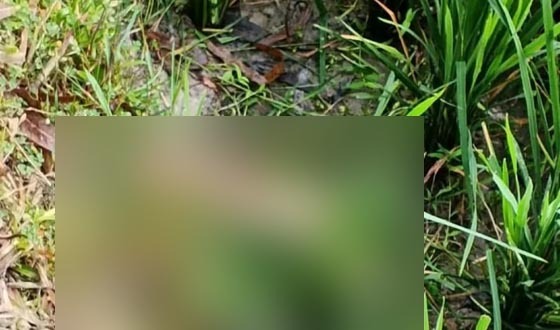 নাগেশ্বরীতে ধানের জমিতে মানুষের খণ্ডিত পা উদ্ধার