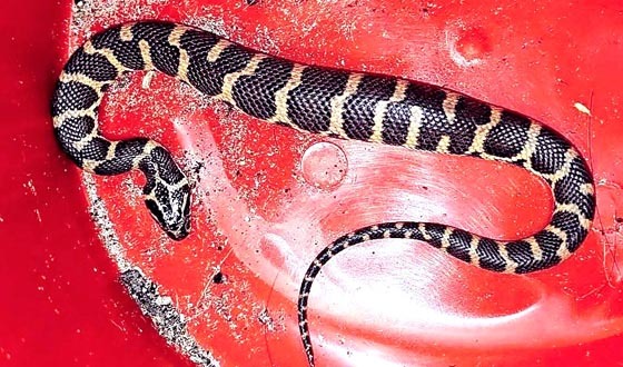 শ্রীমঙ্গলে বিরল প্রজাতির সাপের বাচ্চা উদ্ধার