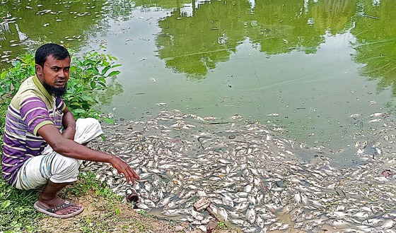 পোরশায় পুকুরে কীটনাশক প্রয়োগ করে লক্ষাধিক টাকার মাছ নিধন