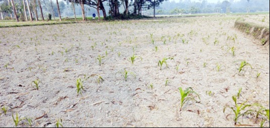 বিরলে চাঁদার দাবিতে ভুট্টা ক্ষেত নষ্ট করার অভিযোগ