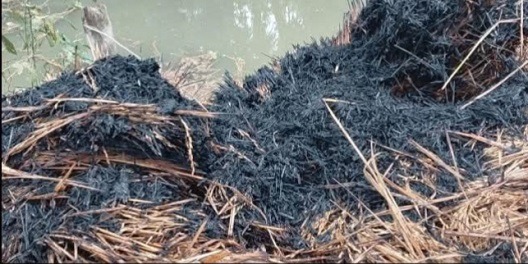 কচুয়ায় কৃষকের ধান পুড়িয়ে দিয়েছে দুর্বৃত্তরা