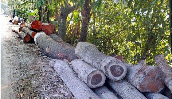 রাস্তায় গাছের গুড়ি ফেলানোর দায়ে জরিমানা আদায়