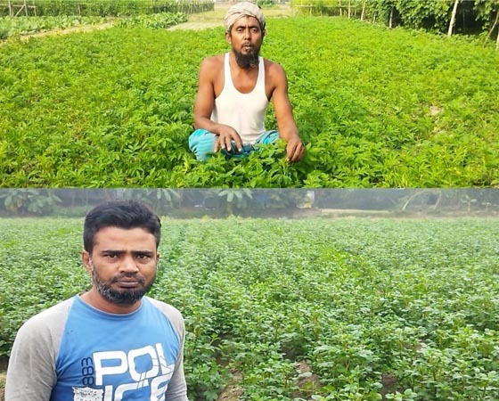 আলু চাষে সাফল্য দেখিয়েছে কিশোরগঞ্জের চাষীরা