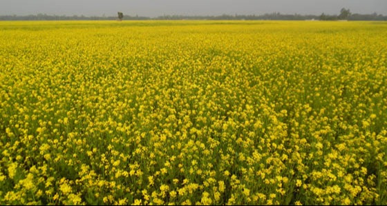 সুজানগরে সরিষা আবাদে বৈপ্লবিক পরিবর্তন