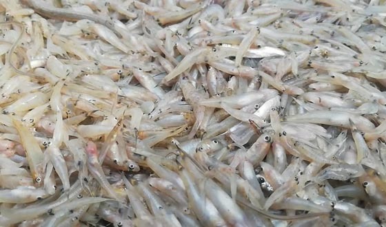 মৎস্য দপ্তরের বিশেষ কম্বিং অপারেশন চলমান