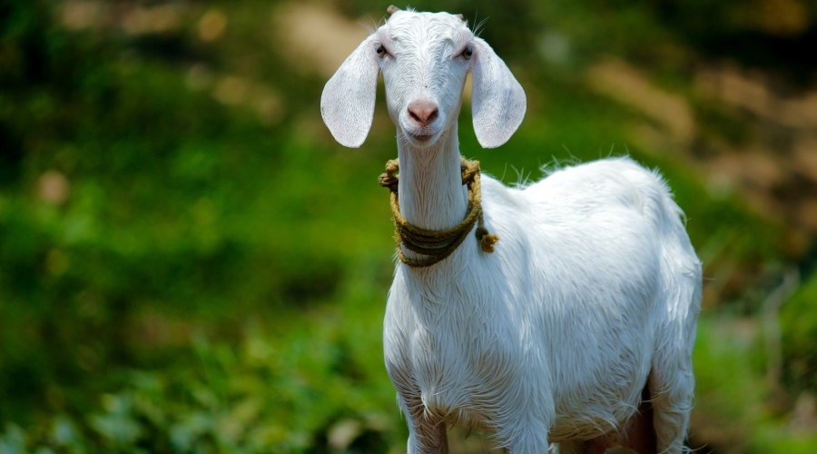 ইসরায়েলি সেনারা সিরিয়ার কৃষকের ২৫০টি  ছাগল চুরি করল!