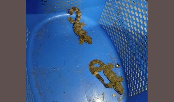 নাজিরপুরে নিষিদ্ধ বন্যপ্রাণী তক্ষকসহ আটক ১