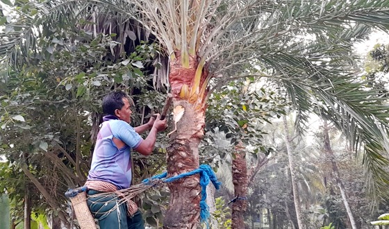 চিতলমারীতে বিলুপ্ত প্রায় খেজুরের রস