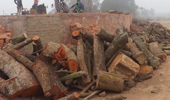 অবৈধ ভাবে গড়ে উঠেছে ইটভাটা, পুড়ছে কাঠ