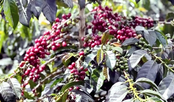 মৌলভীবাজারে কফি উৎপাদনে সফলতা