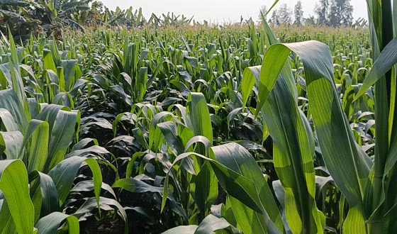 ভূঞাপুরে ভুট্টার বাম্পার ফলনের আশা