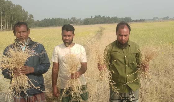 ধামইরহাটে প্রতিহিংসার বিষে পুড়লো কৃষকের সরিষার ক্ষেত