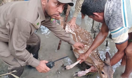 সুন্দরবনে ফাঁদে আটকা পড়া হরিণ উদ্ধার, বনেই অবমুক্ত