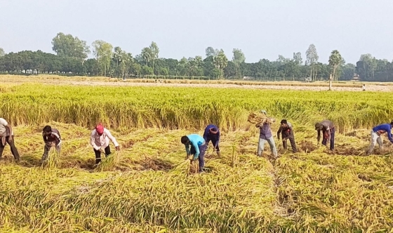 তানোরে আলুর পর বোরো আবাদেও লোকসানে কৃষক