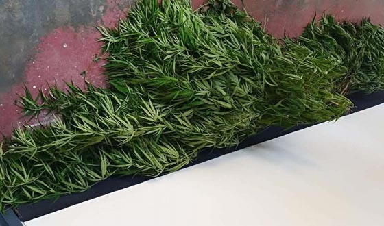 কালীগঞ্জে পানের বরজে গাঁজার চাষ আটক ১