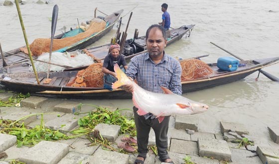 মেঘনায় অসময় মিলছে বড় পাঙ্গাস