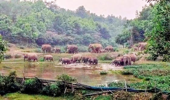 গারো পাহাড়ে বাড়ছে হাতির বিচরণ, চলাচলের পথে বসানো হবে এআই ক্যামেরা