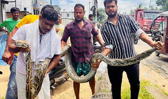 শ্রীমঙ্গলে ১৮ ফুট দৈর্ঘ্যরে ও ৩৫ কেজি ওজনের বিশাল অজগর উদ্ধার