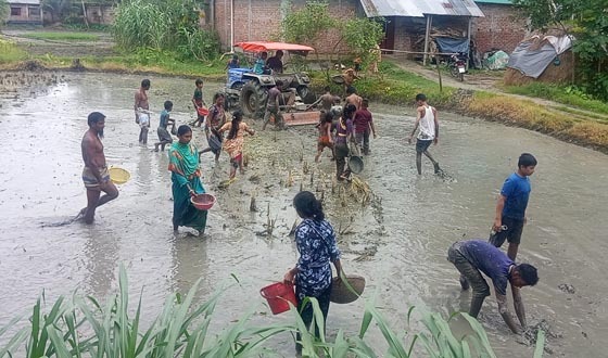 বিরলের আবাদি জমিতে মাছ ধরার ধূম