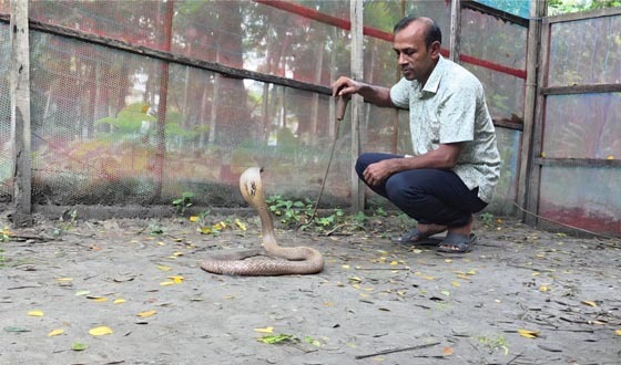 ভেনম উৎপাদনের অনুমতি, তবুও বিপাকে সাপের খামার