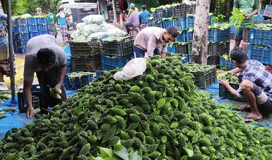 অতিবৃষ্টিতে ঘের পাড়ের সবজি নষ্ট: চিতলমারীতে বাজার চড়া